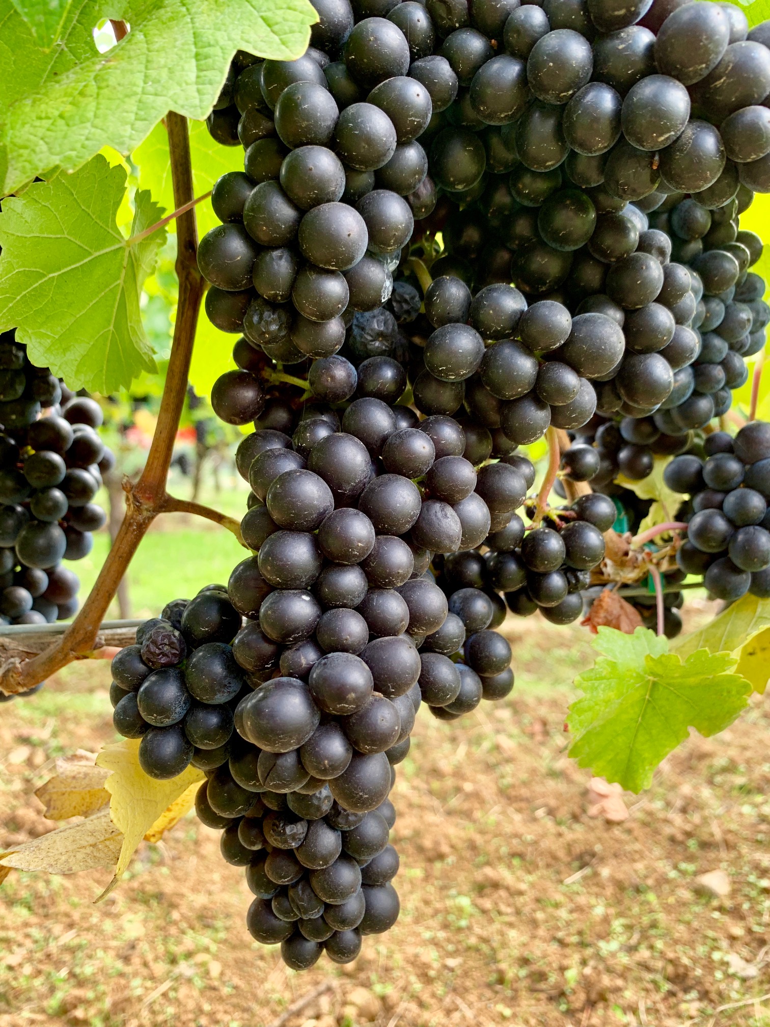 Pinot Noir A Primer