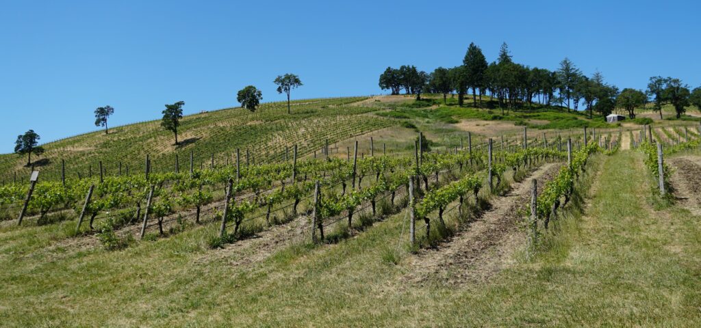 Maysaro Maysara Winery: Deeply Connected - Advinetures.ca